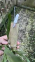 Imagem do Prosthechea bulbosa Lacre 0000917