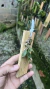 Acianthera crinita Lacre 0000916 - loja online