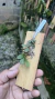 Acianthera crinita Lacre 0000916 - Orquidário Aparecida