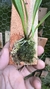 Imagem do Masdevallia kuhniorum