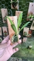 Masdevallia kuhniorum - loja online