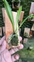 Masdevallia kuhniorum - Orquidário Aparecida