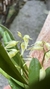 Specklinia picta variedade alba - Orquidário Aparecida