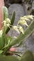 Specklinia picta variedade alba - comprar online