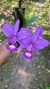 Cattleya mesquitae - comprar online