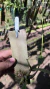 Laelia flava Lacre 0000062