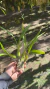 Miltonia flavescens Lacre 0000348 - loja online