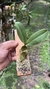 Bulbophyllum megaclinium purpureorhachis - comprar online