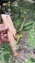 Bulbophyllum megaclinium purpureorhachis