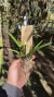Brassavola cebolleta Lacre 0000064 - loja online