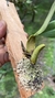 Bulbophyllum megaclinium purpureorhachis - Orquidário Aparecida