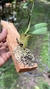 Imagem do Bulbophyllum megaclinium purpureorhachis