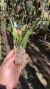 Brassavola cebolleta Lacre 0000064 - Orquidário Aparecida