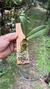 Bulbophyllum megaclinium purpureorhachis na internet