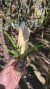 Brassavola cebolleta Lacre 0000064