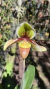 Paphiopedilum híbrido Lacre 0000065