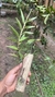 Epidendrum martianum