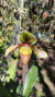 Imagem do Paphiopedilum híbrido Lacre 0000065