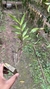 Epidendrum martianum - Orquidário Aparecida