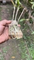 Epidendrum martianum na internet
