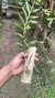 Epidendrum martianum - loja online