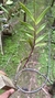 Imagem do Epidendrum martianum