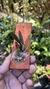 Laelia reginae - comprar online
