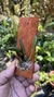Laelia reginae na internet