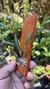 Laelia reginae na internet