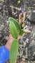 Cattleya mesquitae