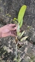 Cattleya mesquitae na internet