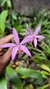 Laelia reginae - comprar online