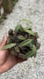 Acianthera translucida no cachepô - comprar online