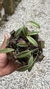 Acianthera translucida no cachepô na internet