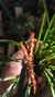 Dendrochilum wenzelii - comprar online