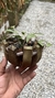Acianthera translucida no cachepô