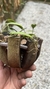 Imagem do Acianthera translucida no cachepô