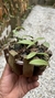 Acianthera translucida no cachepô - loja online
