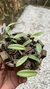 Acianthera translucida no cachepô - Orquidário Aparecida