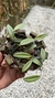 Acianthera translucida no cachepô na internet