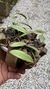 Acianthera translucida no cachepô - comprar online