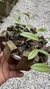 Acianthera translucida no cachepô