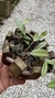 Imagem do Acianthera translucida no cachepô