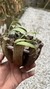 Acianthera translucida no cachepô - loja online
