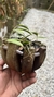 Acianthera translucida no cachepô - Orquidário Aparecida