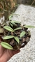 Acianthera translucida no cachepô na internet