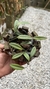 Acianthera translucida no cachepô - comprar online