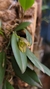 Acianthera translucida no cachepô