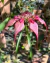 Bulbophyllum rothschildianum Lacre 0000921