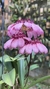 Bulbophyllum eberhardtii